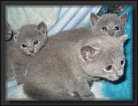 06 - Russisch Blauw Kittens Nicolaya's Cattery.JPG