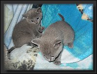 08 - Russisch Blauw Kittens Nicolaya's Cattery.JPG