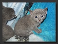 10 - Russisch Blauw Kittens Nicolaya's Cattery.JPG