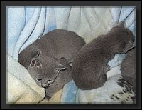 11 - Russisch Blauw Kittens Nicolaya's Cattery.JPG