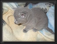 12 - Russisch Blauw Kittens Nicolaya's Cattery.JPG