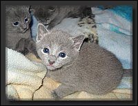 13 - Russisch Blauw Kittens Nicolaya's Cattery.JPG