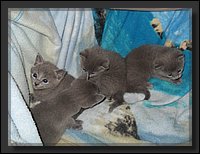 14 - Russisch Blauw Kittens Nicolaya's Cattery.JPG