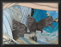 15 - Russisch Blauw Kittens Nicolaya's Cattery.JPG