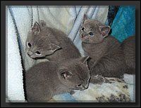 16 - Russisch Blauw Kittens Nicolaya's Cattery.JPG