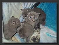 17 - Russisch Blauw Kittens Nicolaya's Cattery.JPG