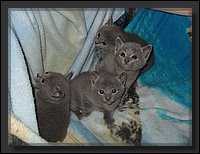 18 - Russisch Blauw Kittens Nicolaya's Cattery.JPG