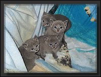 19 - Russisch Blauw Kittens Nicolaya's Cattery.JPG