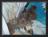 20 - Russisch Blauw Kittens Nicolaya's Cattery.JPG