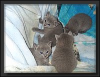 21 - Russisch Blauw Kittens Nicolaya's Cattery.JPG