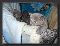 24 - Russisch Blauw Kittens Nicolaya's Cattery.JPG