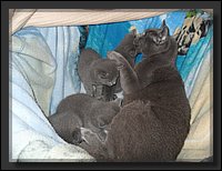 25 - Russisch Blauw Kittens Nicolaya's Cattery.JPG