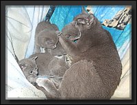 26 - Russisch Blauw Kittens Nicolaya's Cattery.JPG