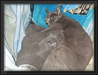 32 - Russisch Blauw Kittens Nicolaya's Cattery.JPG