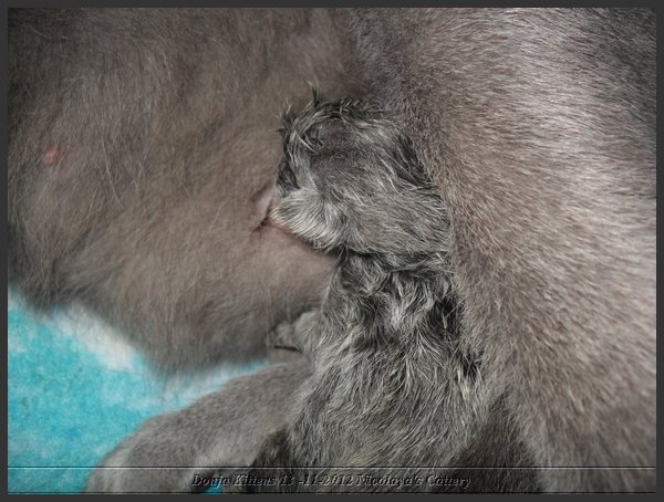 03 - Russisch Blauw Kittens Nicolaya's Cattery.JPG