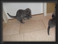 40 - Russisch Blauw Kittens Nicolaya's Cattery 20131211.JPG