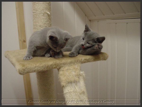 01 - Russisch Blauw Kittens Nicolaya's Cattery.JPG