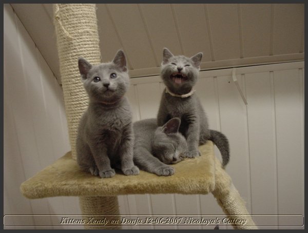 02 - Russisch Blauw Kittens Nicolaya's Cattery.JPG