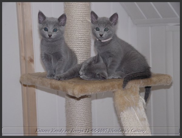 04 - Russisch Blauw Kittens Nicolaya's Cattery.JPG