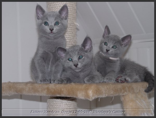 05 - Russisch Blauw Kittens Nicolaya's Cattery.JPG