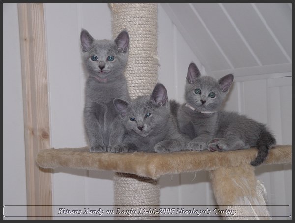 06 - Russisch Blauw Kittens Nicolaya's Cattery.JPG