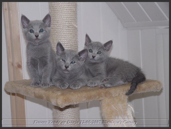 07 - Russisch Blauw Kittens Nicolaya's Cattery.JPG