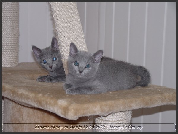 08 - Russisch Blauw Kittens Nicolaya's Cattery.JPG