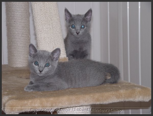 09 - Russisch Blauw Kittens Nicolaya's Cattery.JPG