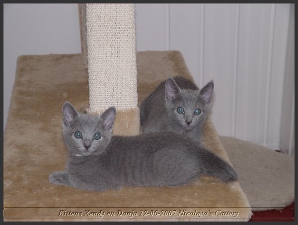 10 - Russisch Blauw Kittens Nicolaya's Cattery.JPG