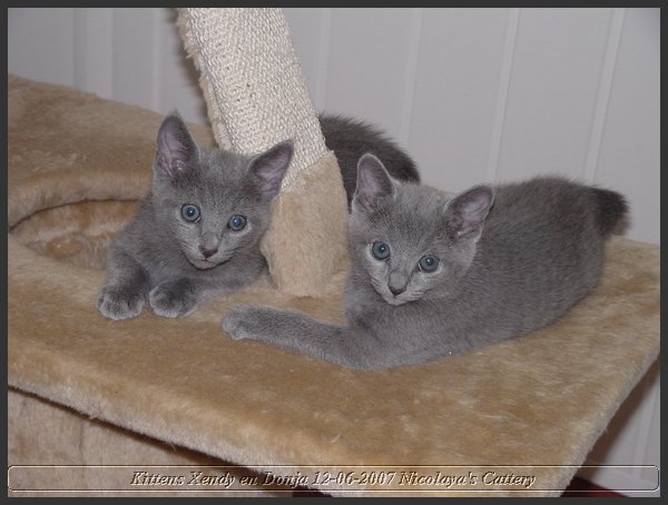 11 - Russisch Blauw Kittens Nicolaya's Cattery.JPG