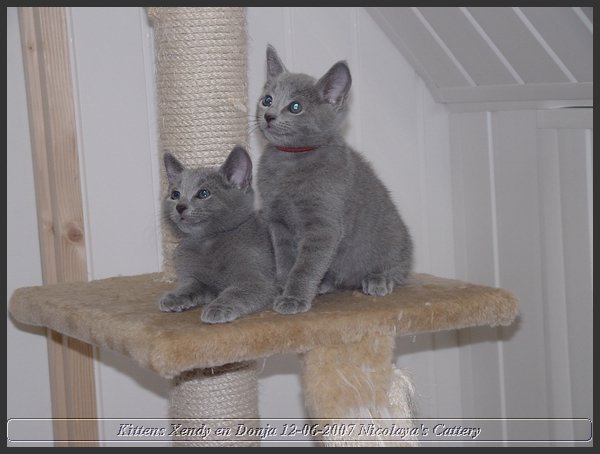 13 - Russisch Blauw Kittens Nicolaya's Cattery.JPG