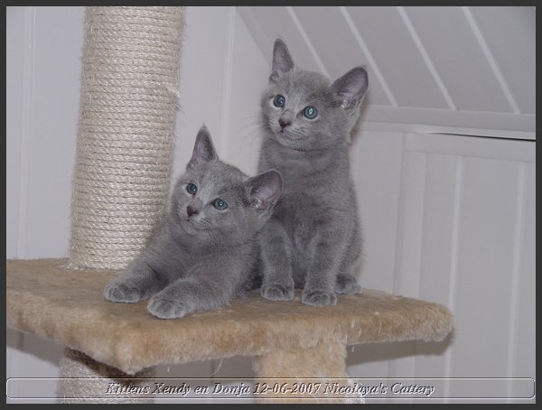 14 - Russisch Blauw Kittens Nicolaya's Cattery.JPG