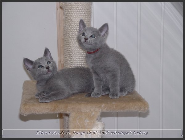 15 - Russisch Blauw Kittens Nicolaya's Cattery.JPG