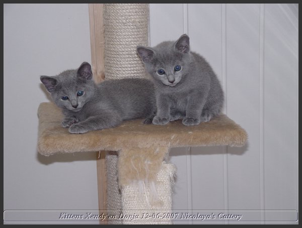 16 - Russisch Blauw Kittens Nicolaya's Cattery.JPG