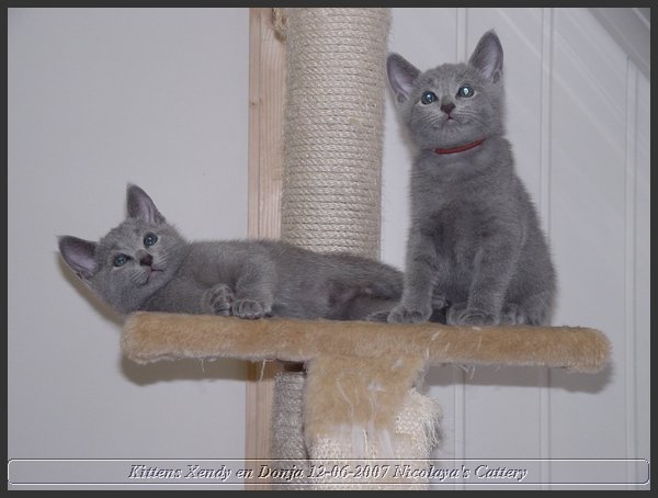 17 - Russisch Blauw Kittens Nicolaya's Cattery.JPG