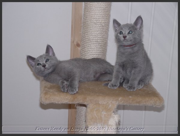 18 - Russisch Blauw Kittens Nicolaya's Cattery.JPG