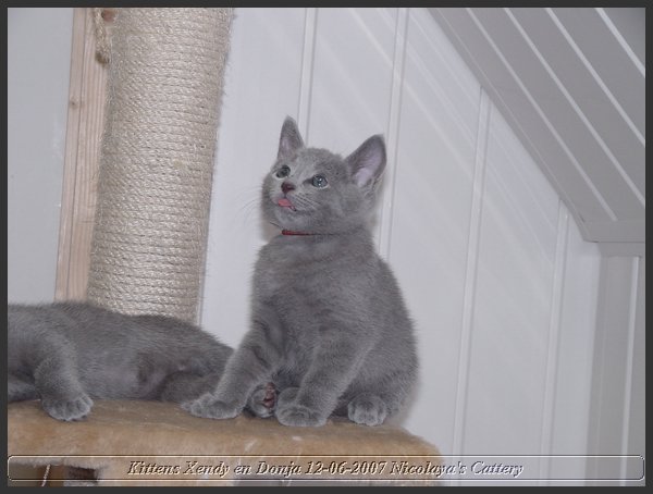 19 - Russisch Blauw Kittens Nicolaya's Cattery.JPG