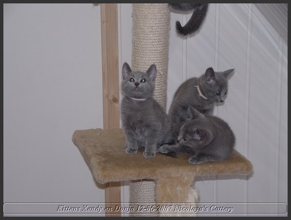 21 - Russisch Blauw Kittens Nicolaya's Cattery.JPG