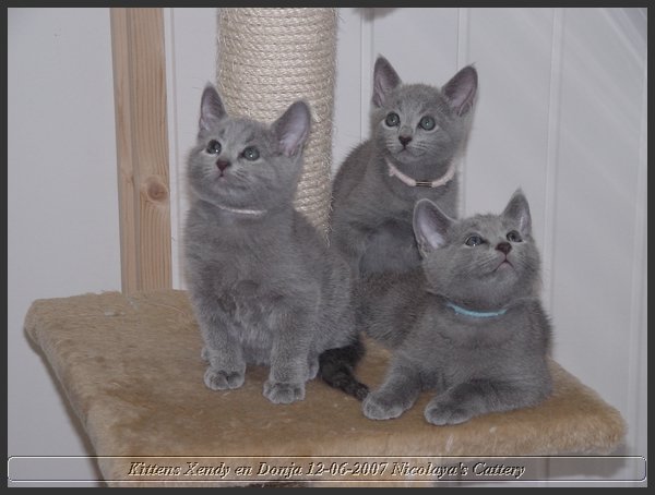 22 - Russisch Blauw Kittens Nicolaya's Cattery.JPG