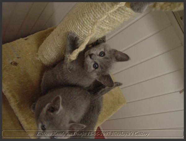 25 - Russisch Blauw Kittens Nicolaya's Cattery.JPG