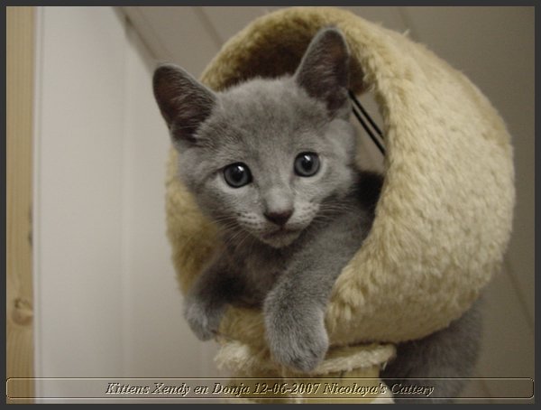 26 - Russisch Blauw Kittens Nicolaya's Cattery.JPG