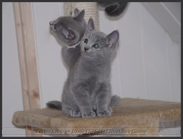 28 - Russisch Blauw Kittens Nicolaya's Cattery.JPG