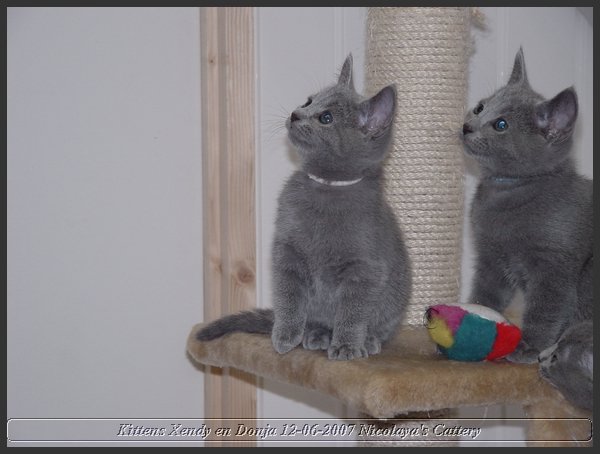 29 - Russisch Blauw Kittens Nicolaya's Cattery.JPG