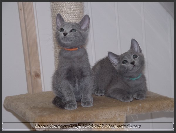 30 - Russisch Blauw Kittens Nicolaya's Cattery.JPG