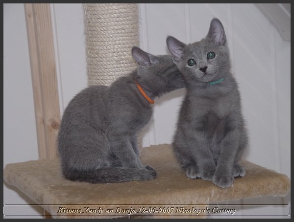 31 - Russisch Blauw Kittens Nicolaya's Cattery.JPG