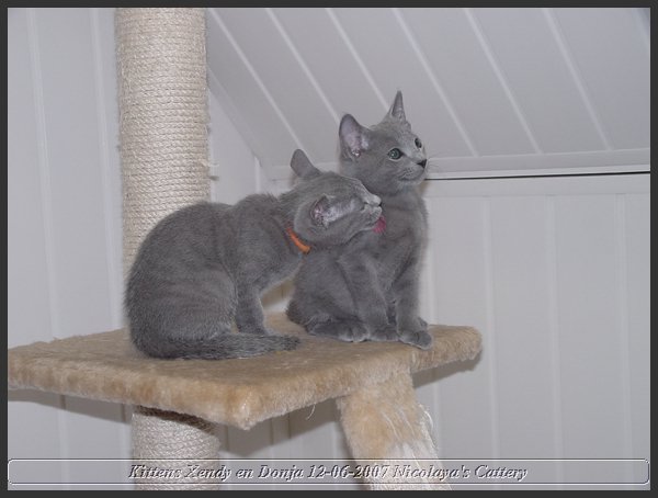 32 - Russisch Blauw Kittens Nicolaya's Cattery.JPG