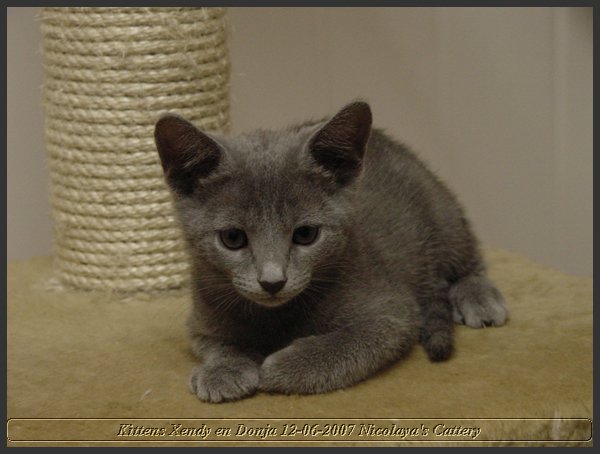 35 - Russisch Blauw Kittens Nicolaya's Cattery.JPG