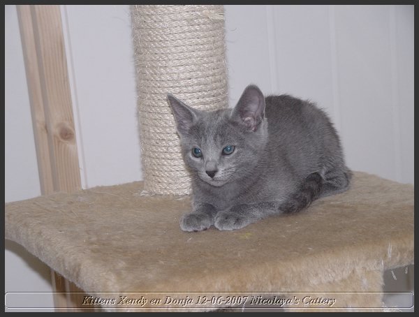 36 - Russisch Blauw Kittens Nicolaya's Cattery.JPG