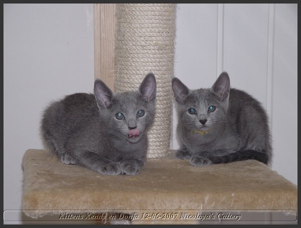 37 - Russisch Blauw Kittens Nicolaya's Cattery.JPG