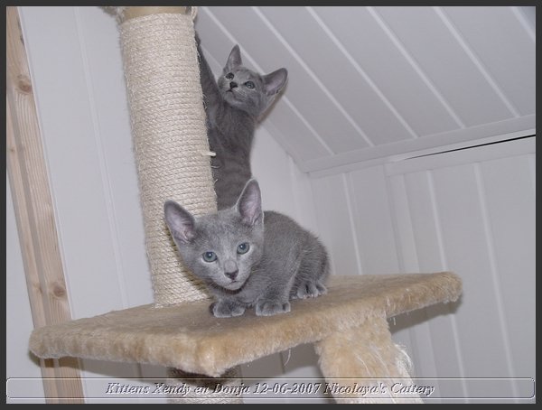 38 - Russisch Blauw Kittens Nicolaya's Cattery.JPG